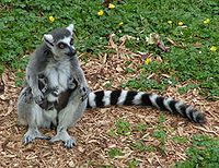 200px-ring_tailed_lemur_and_twins.jpg